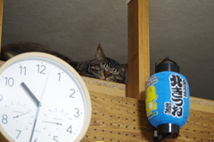 高い城の猫