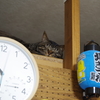 高い城の猫