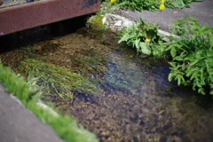 湧水地の水路①