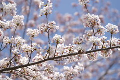 2025 地元の桜2