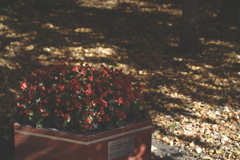 定山渓・豊平峡　紅葉見物