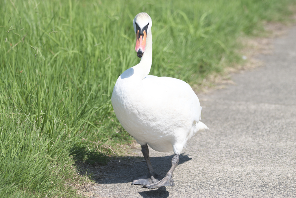 牛久沼のコブハクチョウ
