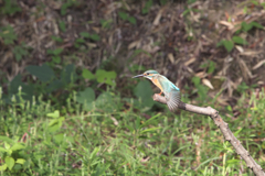 カワセミ　羽ばたき