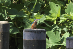 カワセミ
