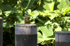 初カワセミ