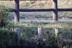 カワセミ