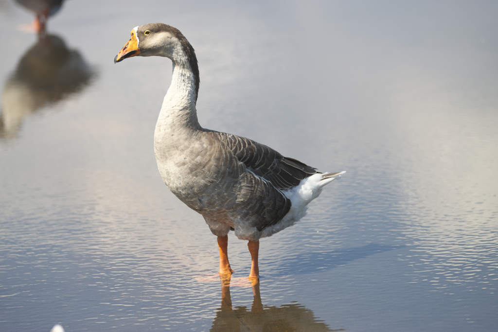牛久沼のガチョウ