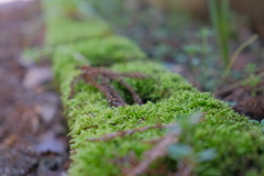 苔むした田舎道