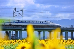 夏の疾走、新幹線と向日葵の共演