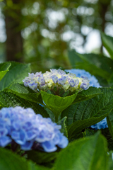 紫陽花
