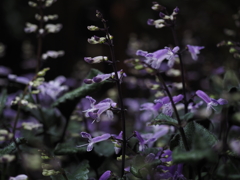 小さな紫の花