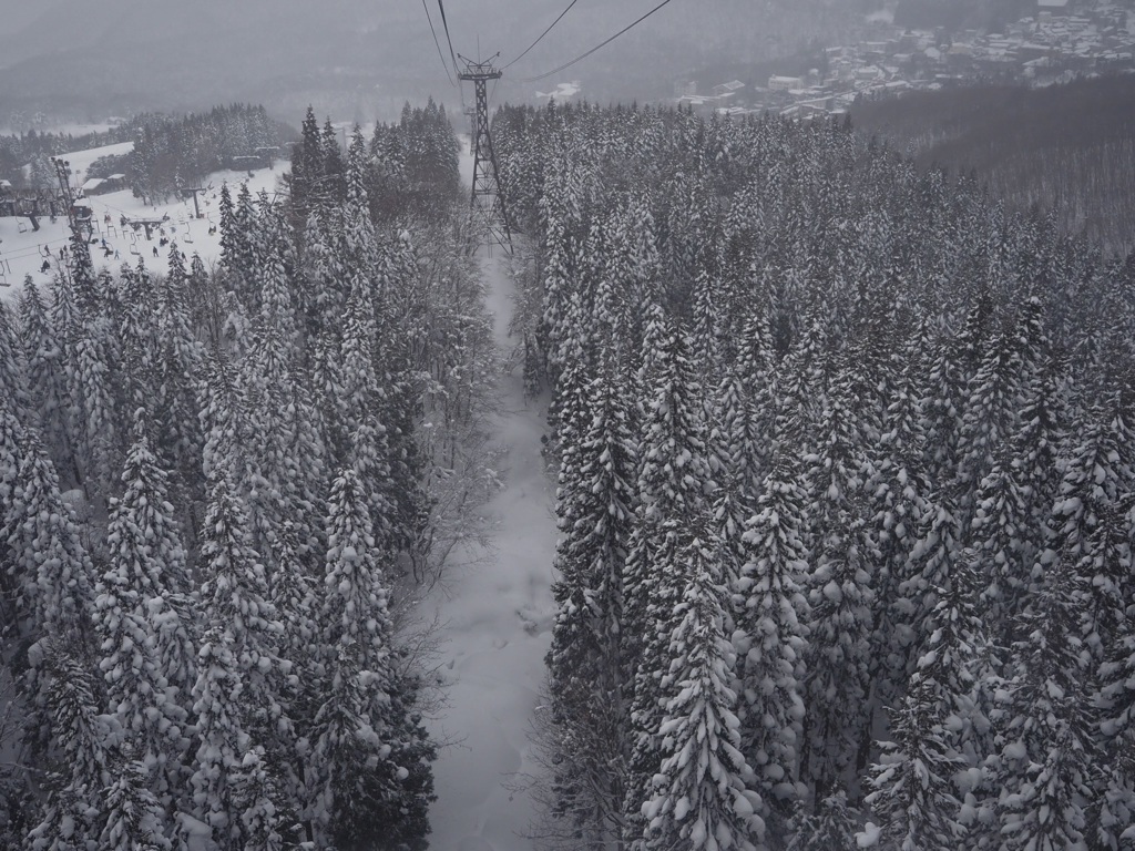雪の降る森