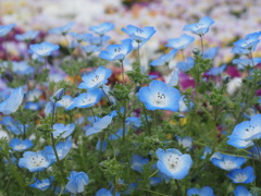 花の彩り