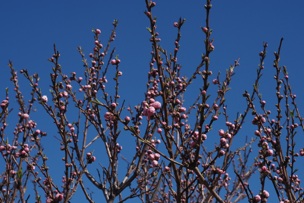 開花を待つ蕾