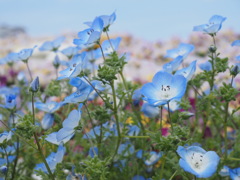 晴天に咲く花