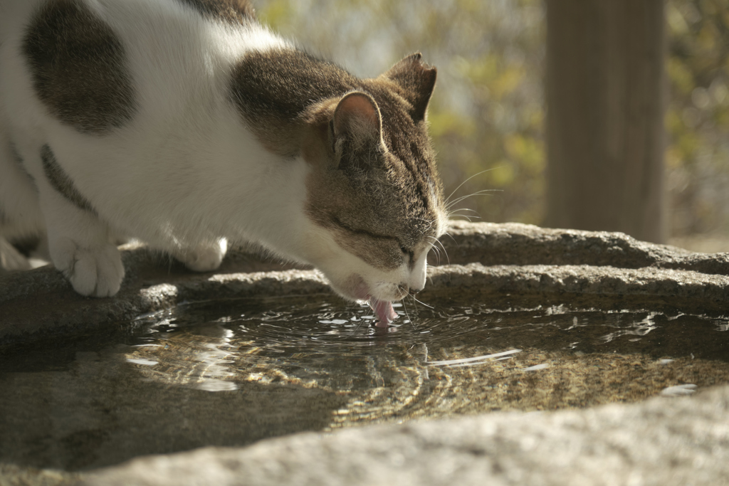 水飲み場やない手水舎や