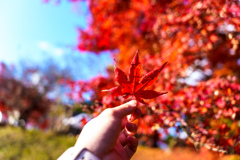 紅葉狩り　part3