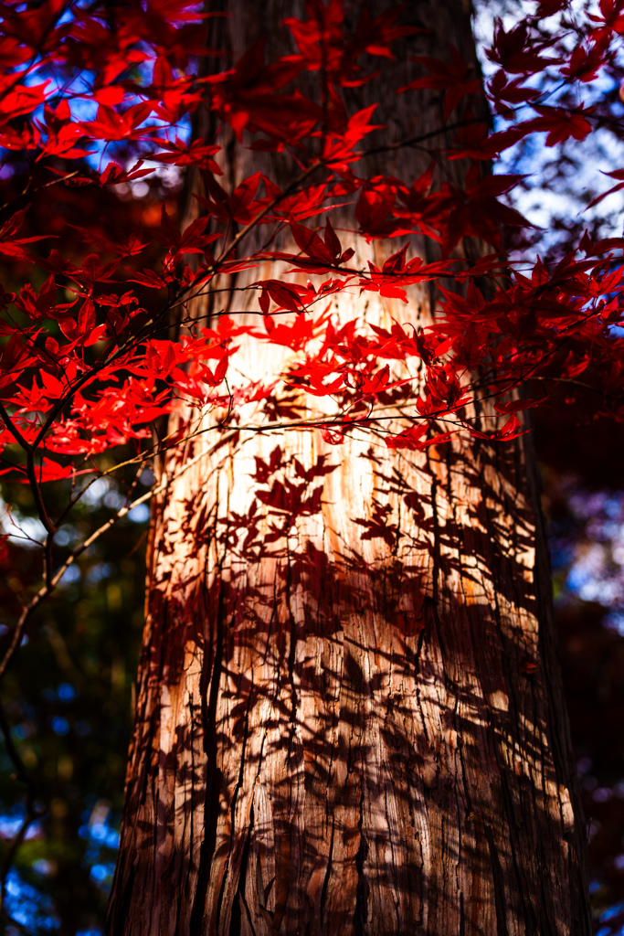 紅葉狩り　part5