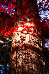 紅葉狩り　part5