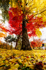 紅葉狩り　part4