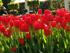 ICEチューリップ2