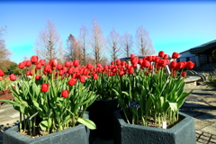 ICEチューリップ3