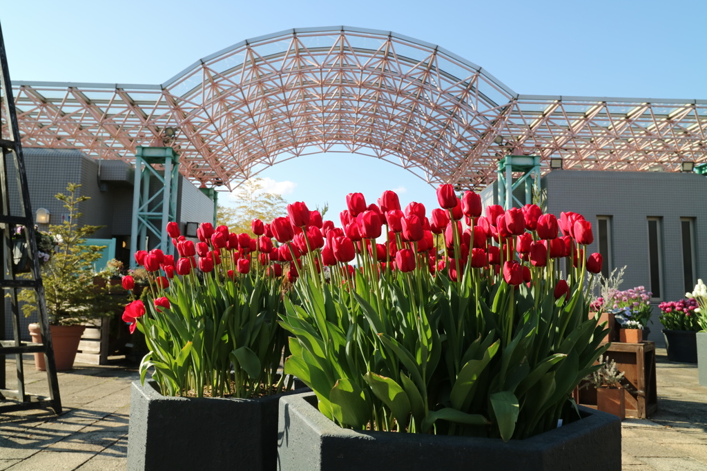 ICEチューリップ6