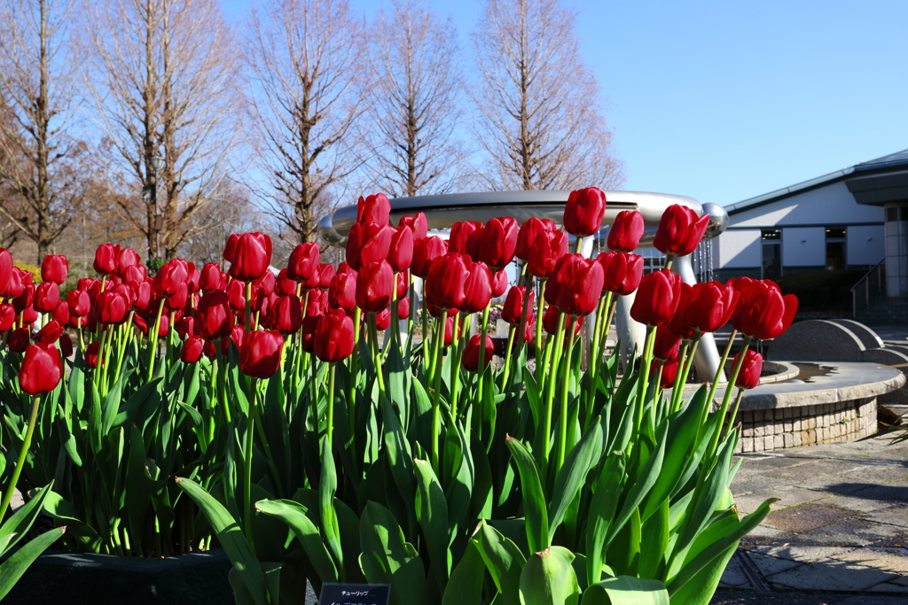 ICEチューリップ4