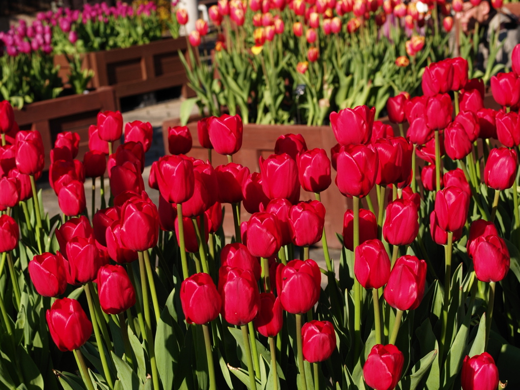 ICEチューリップ１