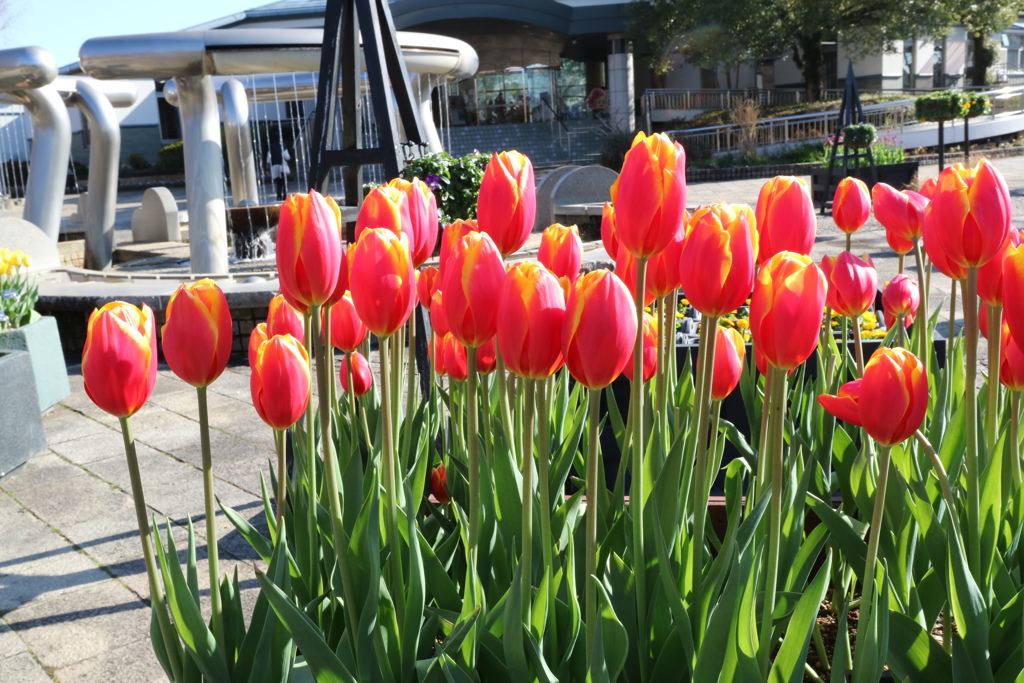 ICEチューリップ5