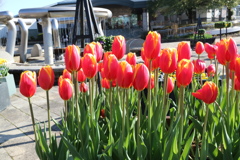 ICEチューリップ5