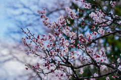 梅の花