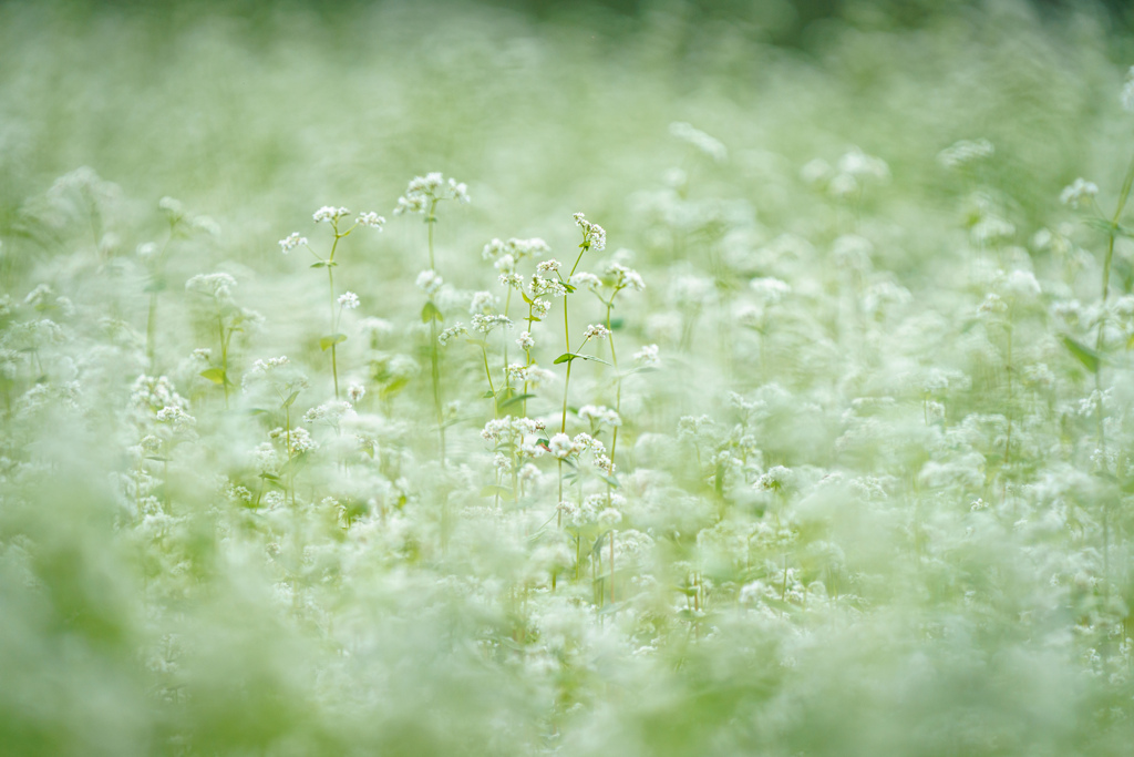 蕎麦の花