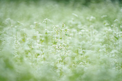 蕎麦の花