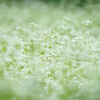 蕎麦の花