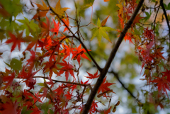 紅葉