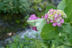 渓流と紫陽花