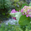 渓流と紫陽花