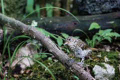 キビタキ
