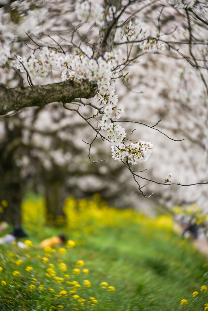 桜の木の下で