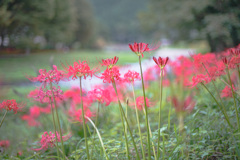 河岸の彼岸花