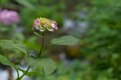 紫陽花