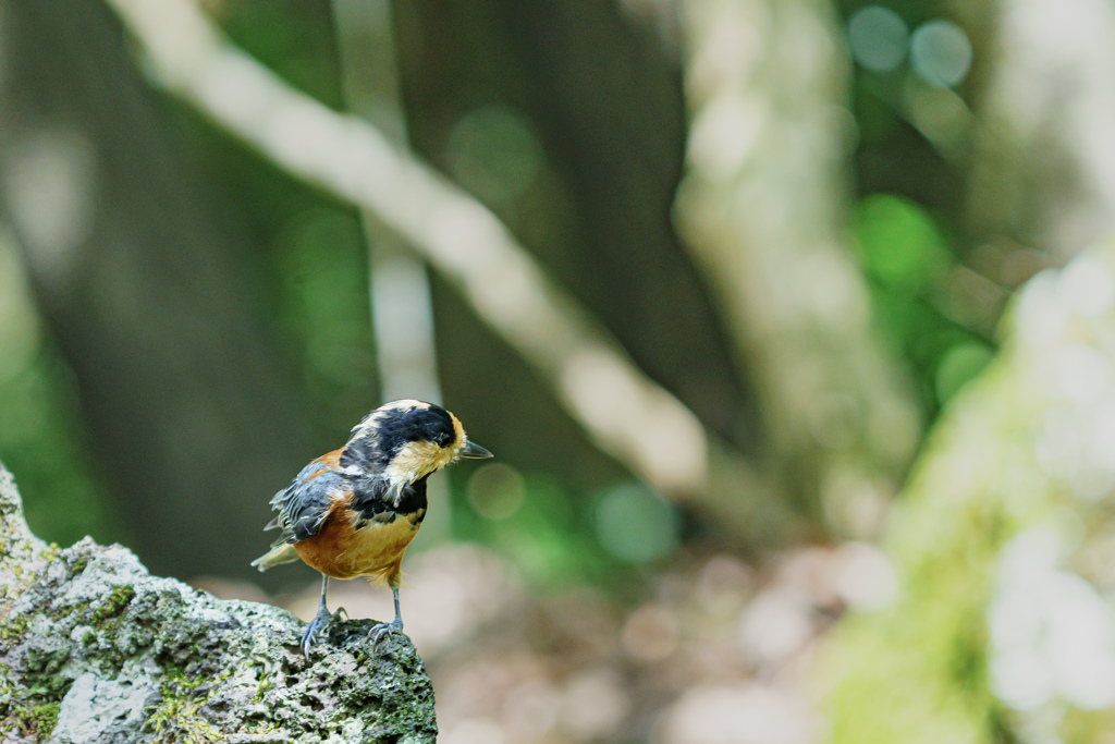 西湖野鳥の森公園