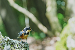 西湖野鳥の森公園