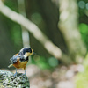 西湖野鳥の森公園