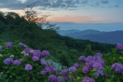 紫陽花