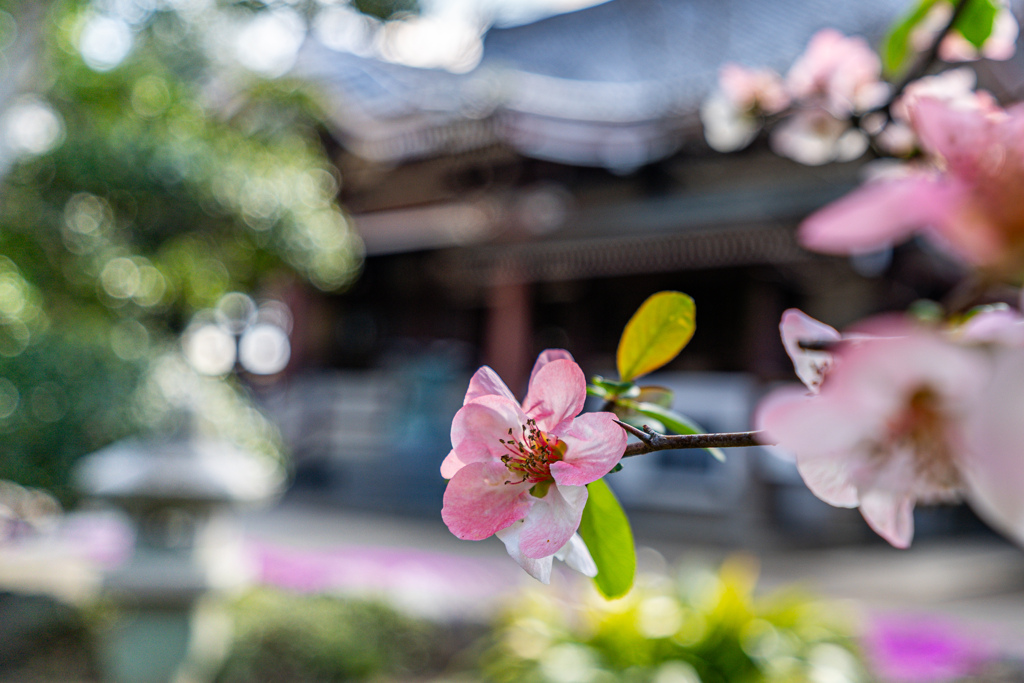 お花