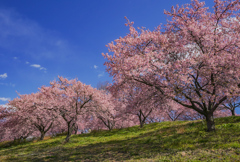 桜咲く