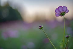 蕾