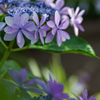 紫陽花